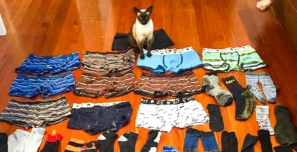 Cat-kleptomaniac, blogger rosa-mimoza pe site-ul de pe 24 martie 2016, o bârfă