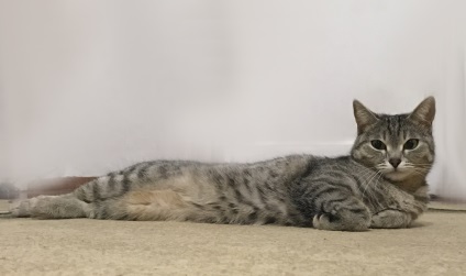 O pisică cu un nume unic - în competiție - cea mai frumoasă pisică - 2017
