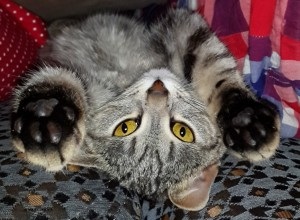 A macska egy egyedi nevet - ysya a versenyben - a legszebb macska-2017