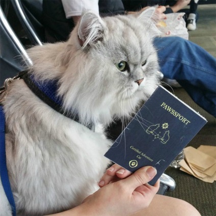 Cat Gandalf, amely büszkélkedhet egy felejthetetlen utazás