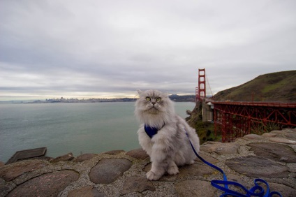 Pisica Gandalf, care se mândrește cu călătorii de neuitat