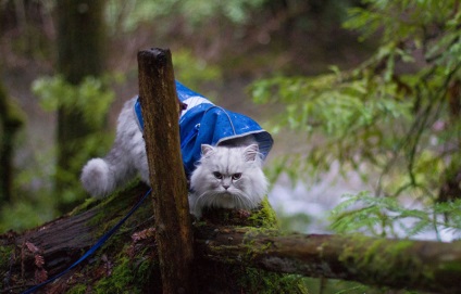 Pisica Gandalf, care se mândrește cu călătorii de neuitat