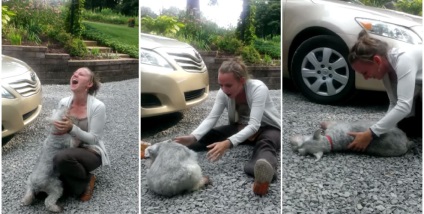 A kutyák és macskák, amelyek szüntesse meg a szesz! (50 fotók és videók), részeg vendég