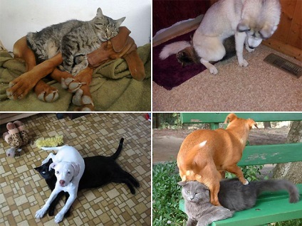 Pisici și câini care te vor mări! (50 de fotografii și videoclipuri), oaspete beat