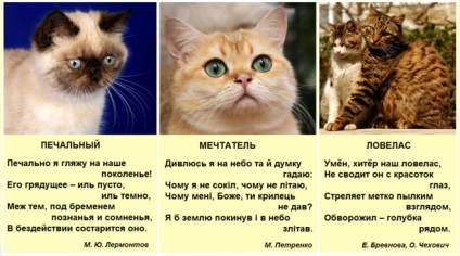 Kotomany! Nu împărtăși - portrete ale persoanelor - pisici cele mai bune cu comentarii