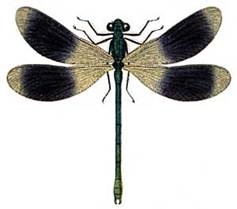 Grupul detonat (odonata) include trei tipuri de insecte; ele diferă brusc în aspectul lor