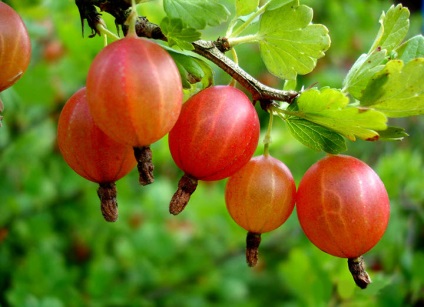 Gooseberries sunt bune și dăunătoare, proprietăți medicinale