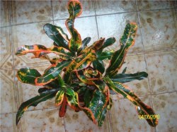 Croton otthoni gondozást fotó, tenyésztés, ültetés