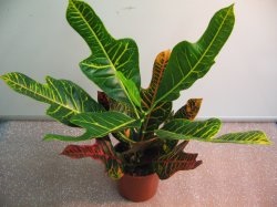 Croton de îngrijire la fotografie acasă, reproducere, plantare