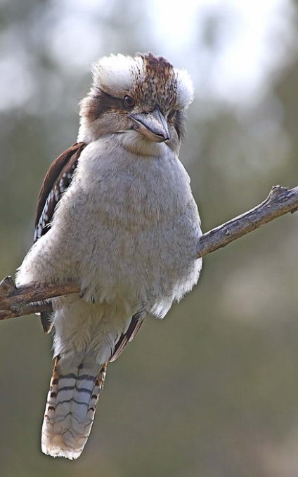 Kukabara (kookaburra) sau fanii râsului