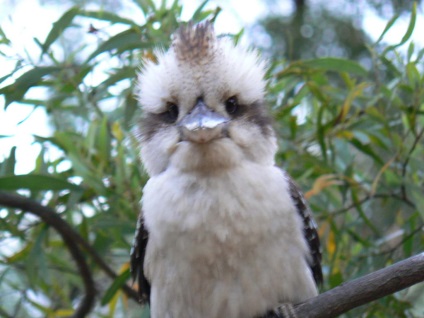 Kukabara (kookaburra) sau fanii râsului