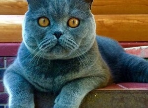 Pályázat Vaska a verseny „a legszebb macska 2017”