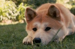 Descrierea rasei Laika, prețul și fotografia câinelui