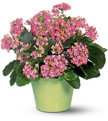 Gyógyászati ​​tulajdonságait Kalanchoe