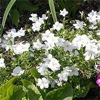 Leguzia (legousia)