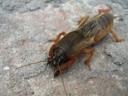 Larva ursului - un dăunător periculos - o larvă de urs - o grădină și o grădină