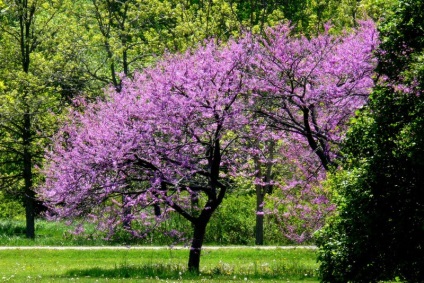 Plante decorative și conifere pentru grădină