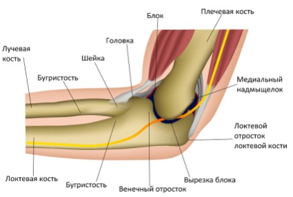 Anatomia si structura cotului