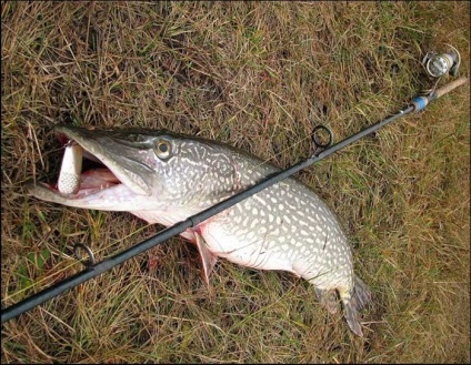 Pike de pescuit pe filare în toamna pe ocean