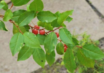 Loch Gumi plantarea și îngrijirea regulilor de bază și a fotografiilor plantelor