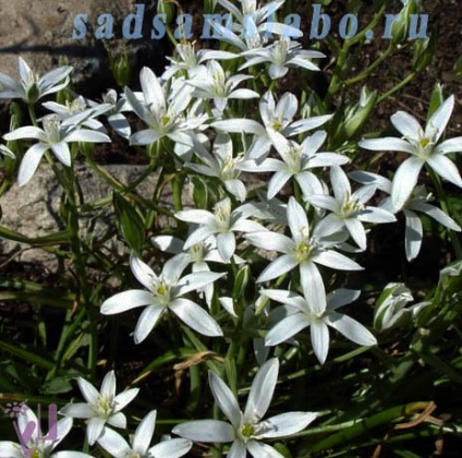 Buchete flori de gradina, specii si soiuri, fotografie, descriere, conditii de crestere, ingrijire