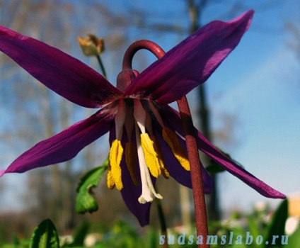 Buchete flori de gradina, specii si soiuri, fotografie, descriere, conditii de crestere, ingrijire