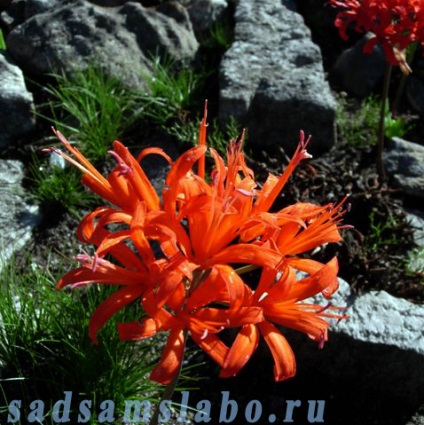 Buchete flori de gradina, specii si soiuri, fotografie, descriere, conditii de crestere, ingrijire