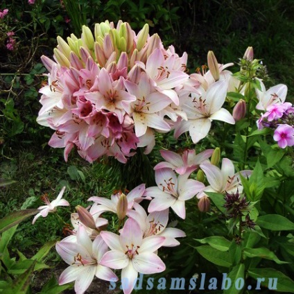 Buchete flori de gradina, specii si soiuri, fotografie, descriere, conditii de crestere, ingrijire