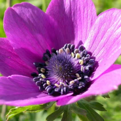 Buchete flori de gradina, specii si soiuri, fotografie, descriere, conditii de crestere, ingrijire