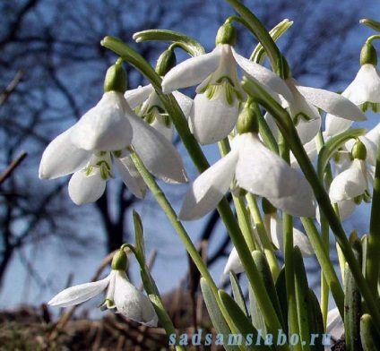 Buchete flori de gradina, specii si soiuri, fotografie, descriere, conditii de crestere, ingrijire