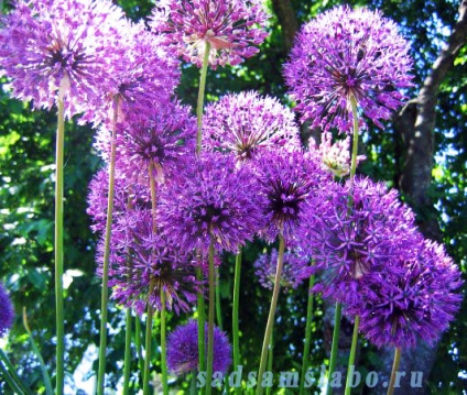 Buchete flori de gradina, specii si soiuri, fotografie, descriere, conditii de crestere, ingrijire