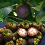 Mangosteen (25 fotografii) compoziție chimică, proprietăți utile, utilizare în medicină, criterii de selecție