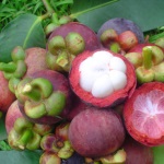 Mangosteen (25 fotografii) compoziție chimică, proprietăți utile, utilizare în medicină, criterii de selecție