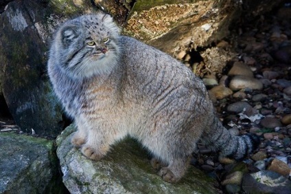 Manul - cel mai pufos din lume - pisicile sălbatice