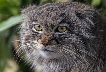 Manul - cel mai pufos din lume - pisicile sălbatice