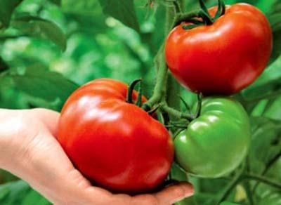 Clasa de masterat pe tomate în creștere - viața mea