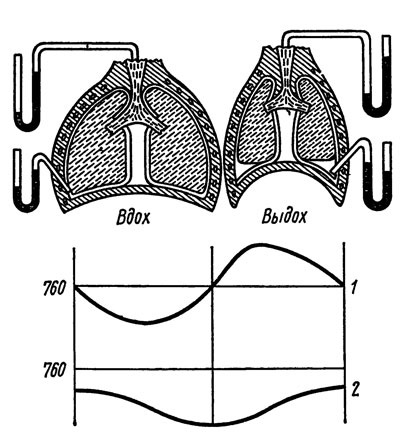 Mecanism de respirație - științe medicale