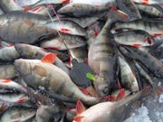 Mezhura - horgászat, árak, elérhetőségek és hogyan érjük el