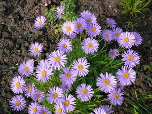 Asterni perene o descriere generală și soiuri, galerii foto și descrieri de soiuri de asteri alpine,