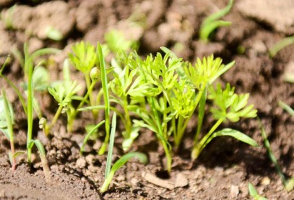 Morcovare plantare și îngrijire în câmp deschis, termeni de însămânțare