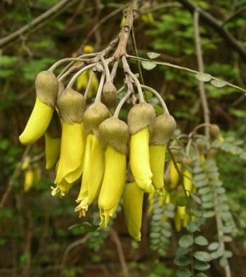 Un instrument puternic pentru întinerire - Sophora japoneză, un desert fericit