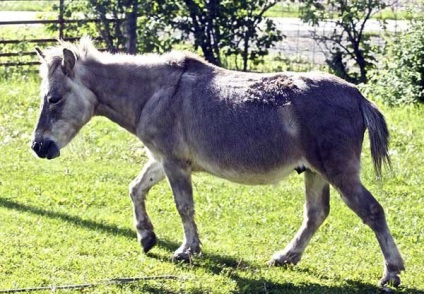 Mule și cai - cai, mituri, creaturi miticale, plante medicinale