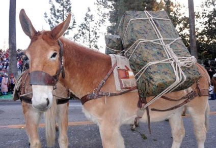 Mule și cai - cai, mituri, creaturi miticale, plante medicinale