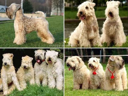 Descrierea rasei Rockwool Wheaten Terrier și lumea fotografiilor - animalelor