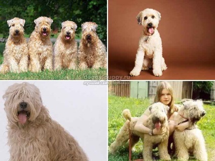 Descrierea rasei Rockwool Wheaten Terrier și lumea fotografiilor - animalelor