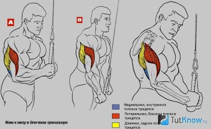 Pomparea tricepsului în culturism este o abordare științifică