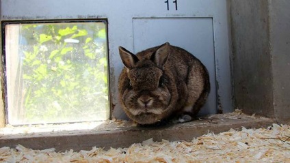 Viața noastră este Pavlodar - animalele trăiesc!