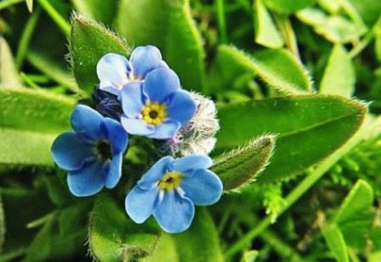 Uita-te-nu (grădină, pădure, alpine), descriere și fotografie, zi de vară