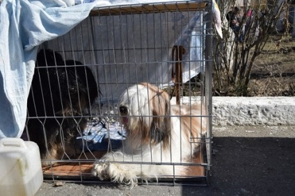 Ng 190 de câini din Rusia și Kazahstan au fost prezenți la expoziția 