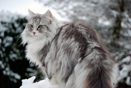 Pisica norvegiana din padure - descriere, caracter, continut, mancare, cumpara